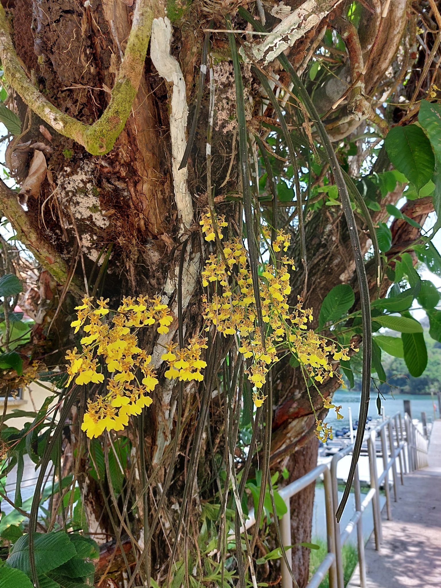 Oncidium stipitatum
